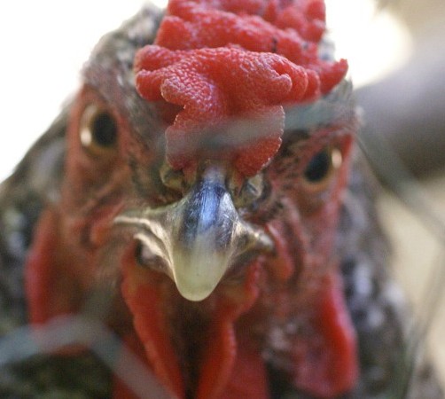 Chicken Talk with a very confused neighbor