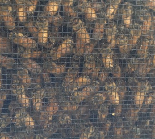 bees in package