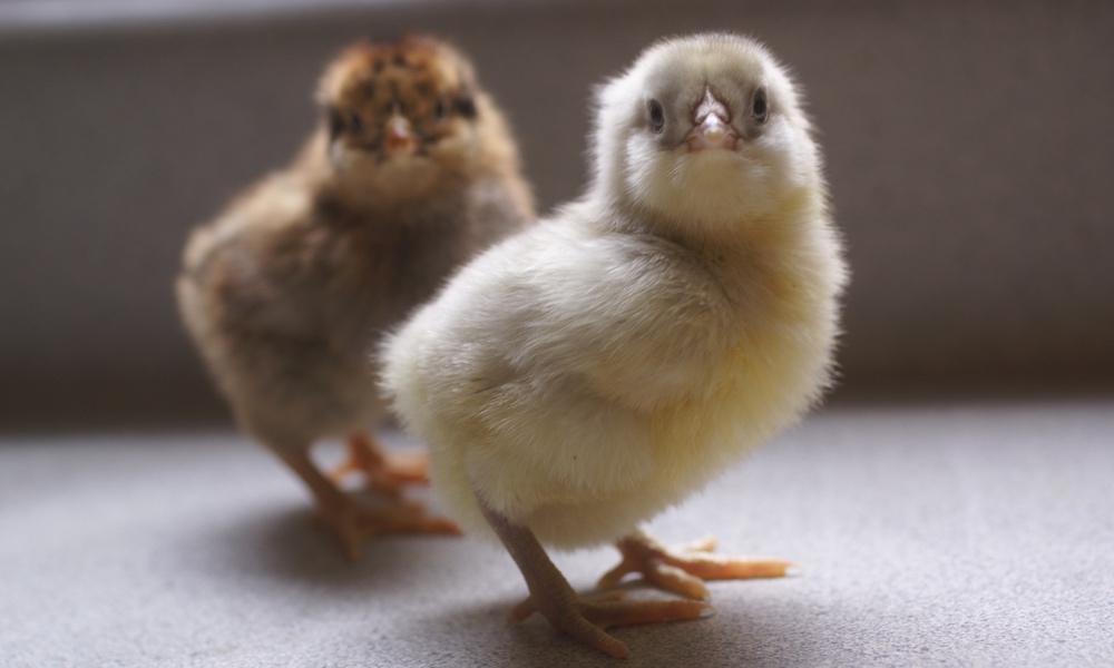 10 Things about raising chickens you won’t read in books