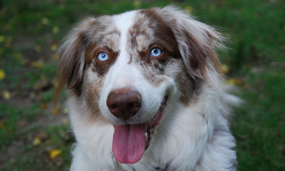 Portrait of an Australian Shepherd