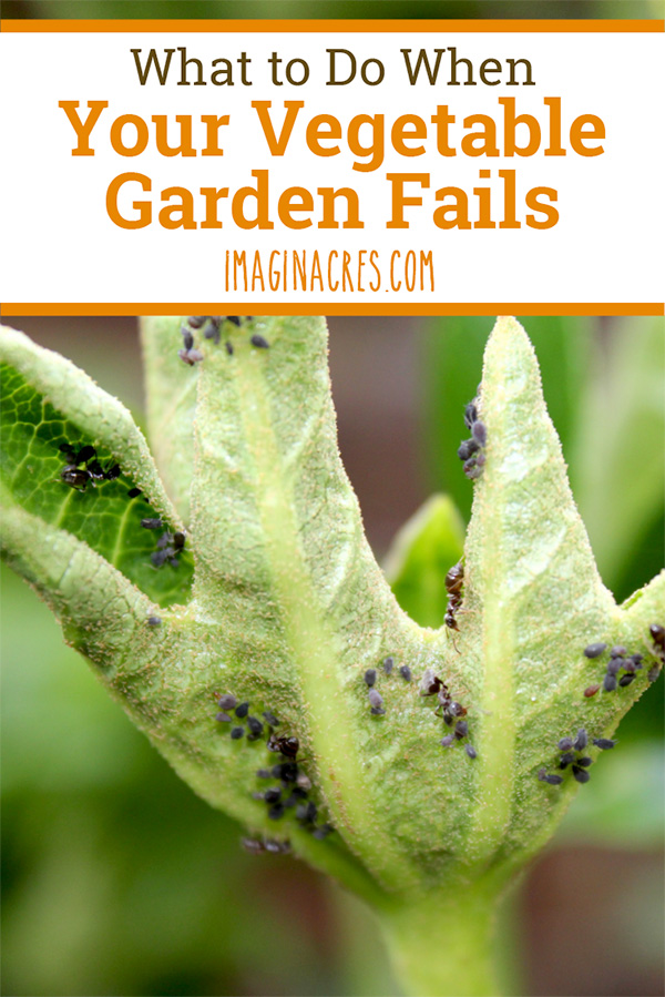 The great thing about gardening is each year you have the opportunity for a fresh start. Here are tips to analyze your garden failures and plan how to make improvements for next year.