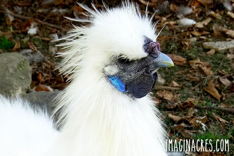 silkie chicken with blue earlobes