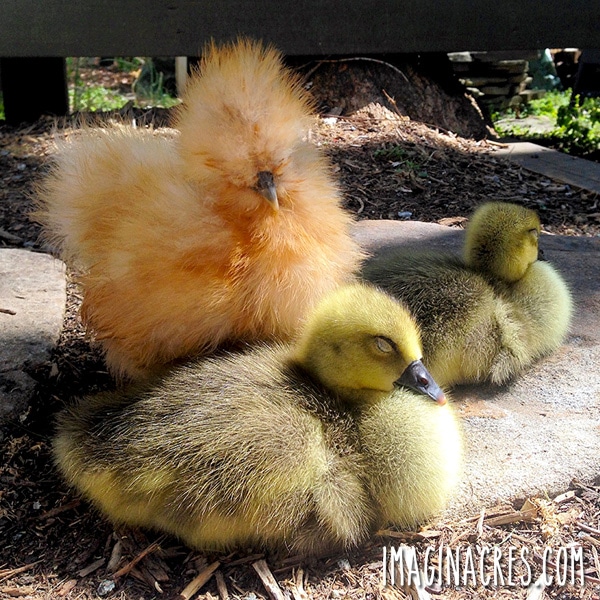 Silkie chicken mothering ducklings