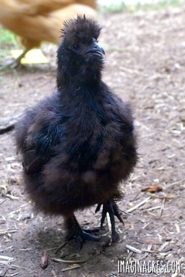 black silkie chicken showing 5 toes