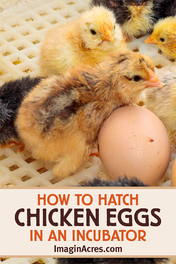 It takes about 21 days for a fertilized chicken egg to hatch. An incubator is an enclosed box that securely holds the eggs, provides the proper humidity, and keeps eggs at a steady temperature with a heater and a fan to circulate the heat. Visit to learn how to hatch chicks using an incubator.