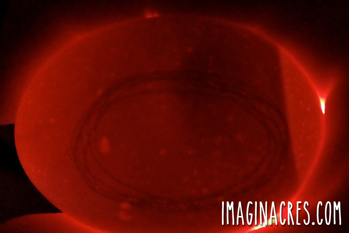 Close up of a candled chicken egg on day 14 showing life.