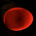 Hand candling a chicken egg in a dark room, showing the glowing interior and visible embryo development.