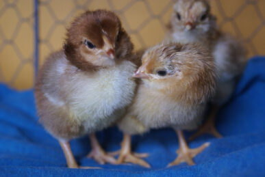 Photo Shoot | ImaginAcres