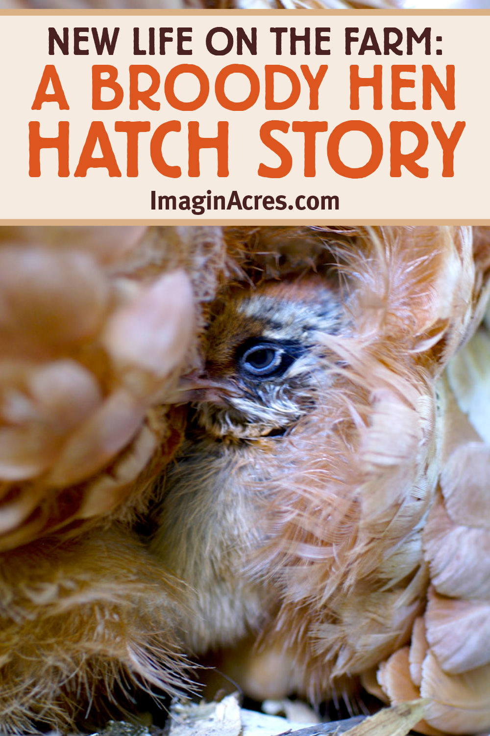 A newly hatched baby chick under a broody hen with text overlay that reads new life on the farm: a broody hen hatch story.