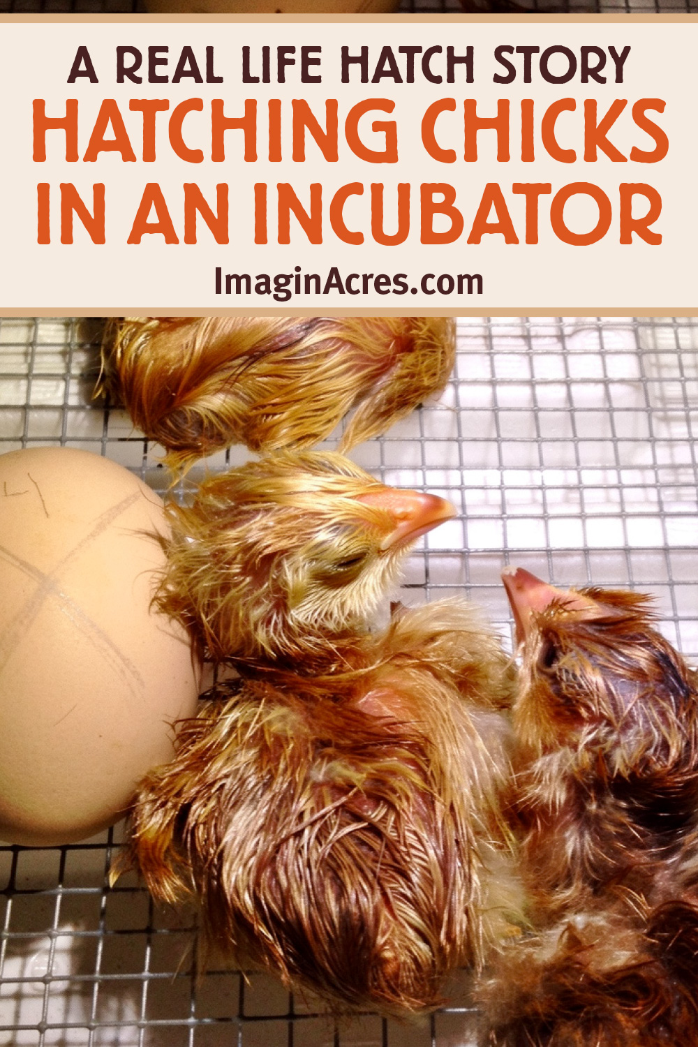 A newly hatched baby chick resting inside an incubator with text overlay that reads, A Real-Life Hatch Day Story: Hatching Chicks in an Incubator.