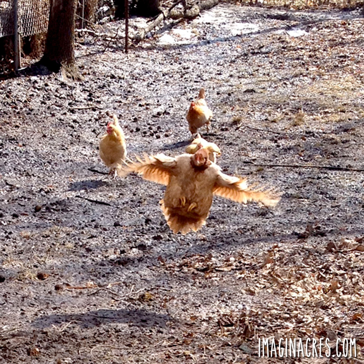 A panicked mother hen bolting back to the coop.