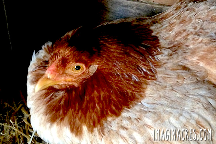 Close up of a broody hen on a nest.