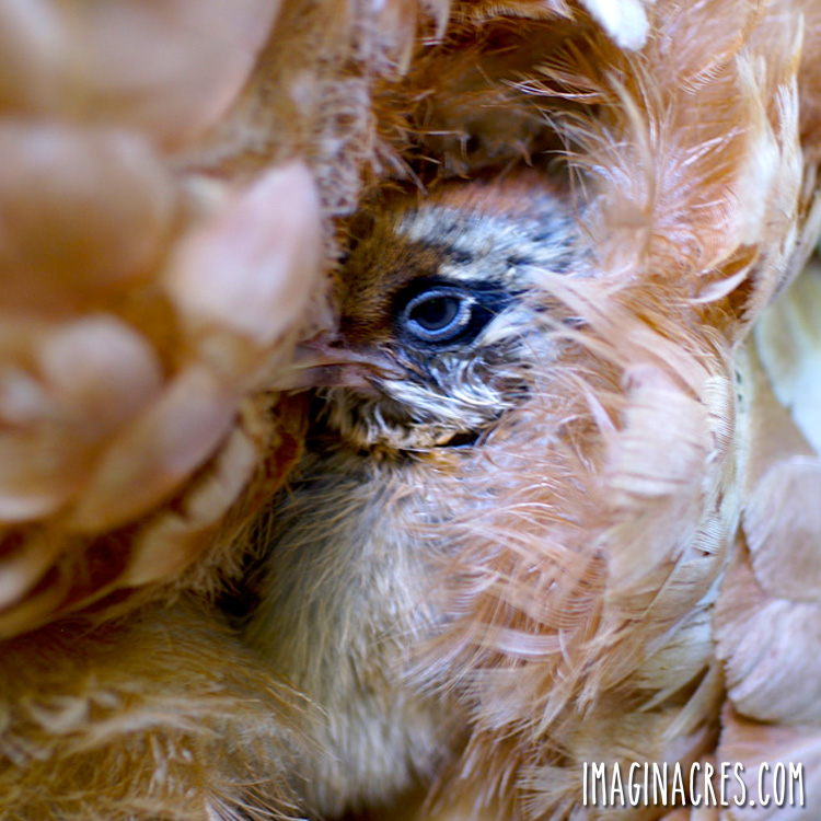 A baby chick peeking out under a broody hen.