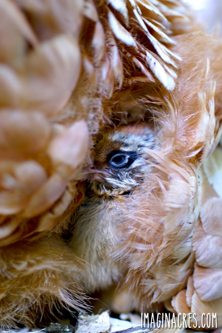 A baby chick nestled in the feathers of a broody hen.