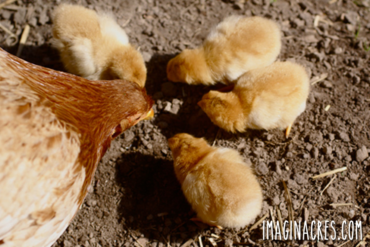 Overhead view of a hen and chicks pecking in the soil.