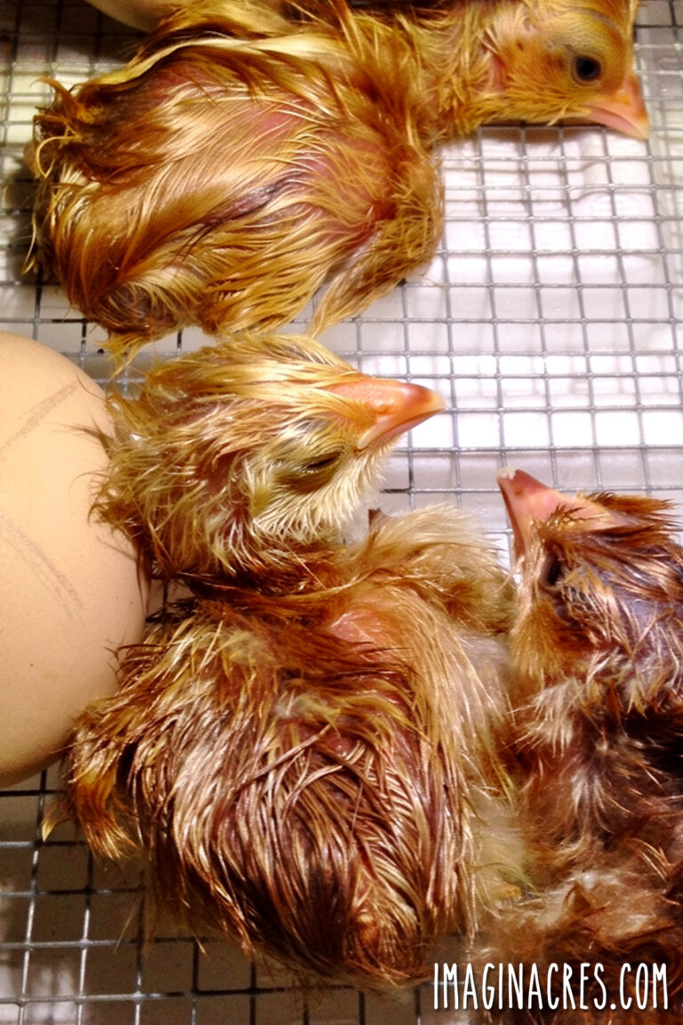 Three newly hatched baby chicks resting inside an incubator among eggs and broken shells during hatch day.