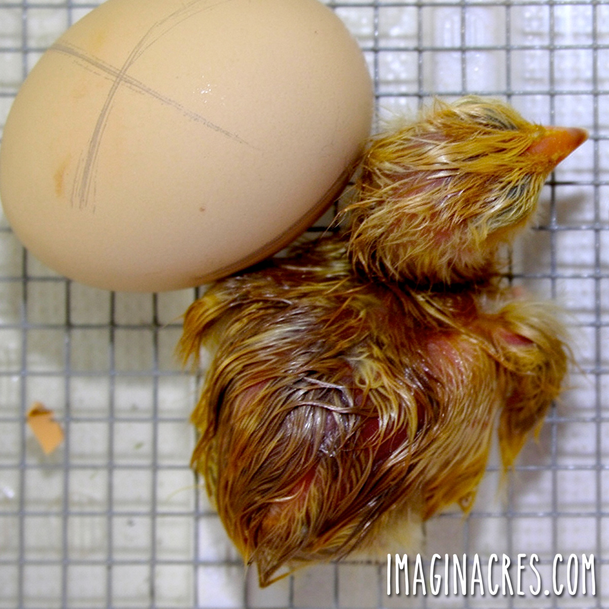 A hatched baby chick next to an unhatched egg in the incubator.