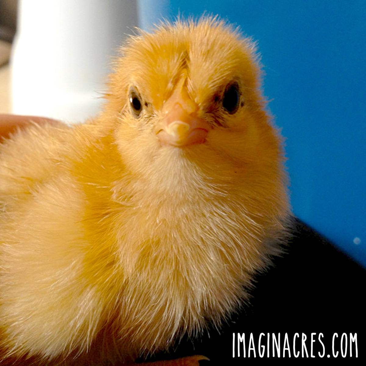 A newly hatched chick dried and fluffed up.