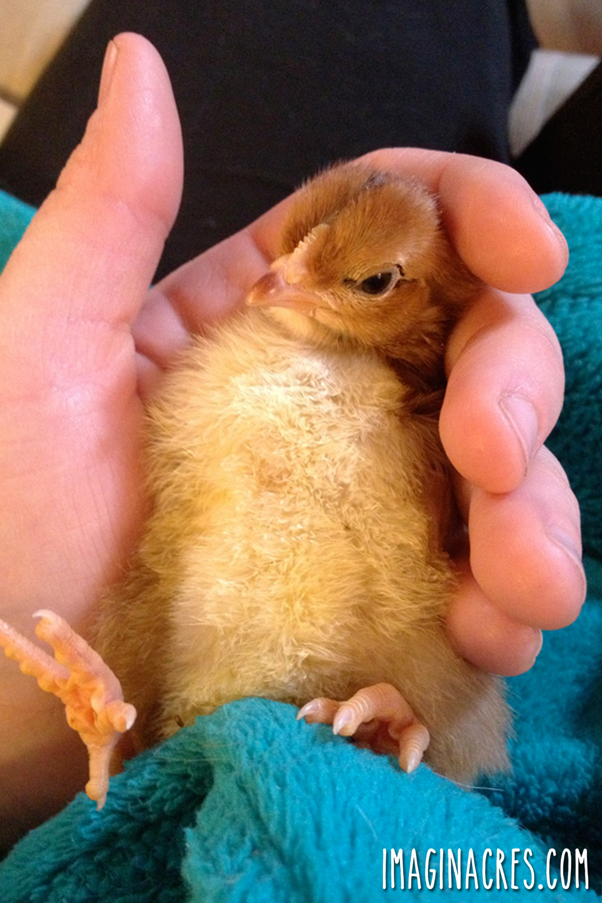 Moving a day old chick from the incubator to the brooder.