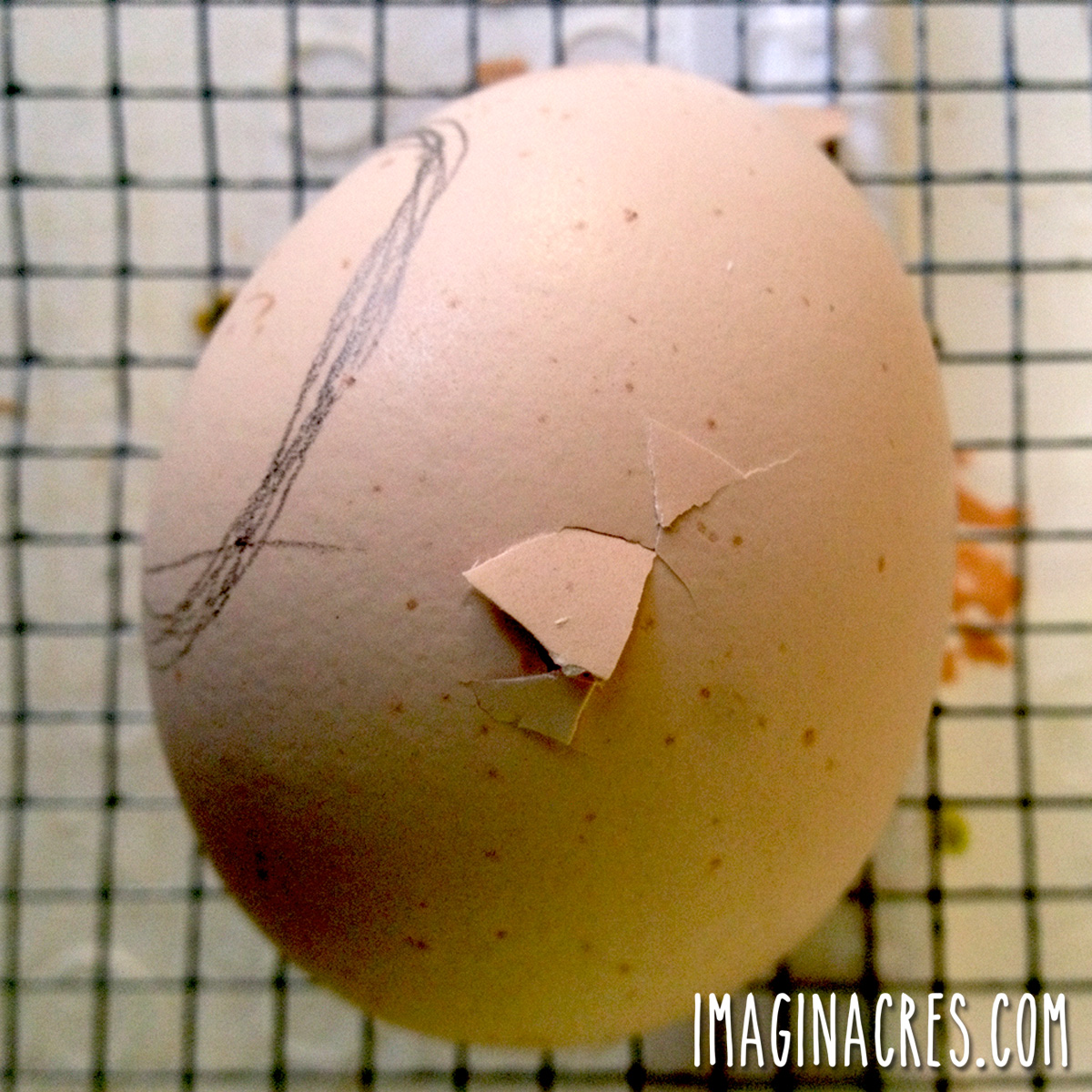Close up of a pipped egg in the incubator.