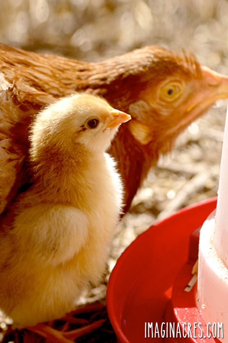 A mother hen and her chick drinking water.