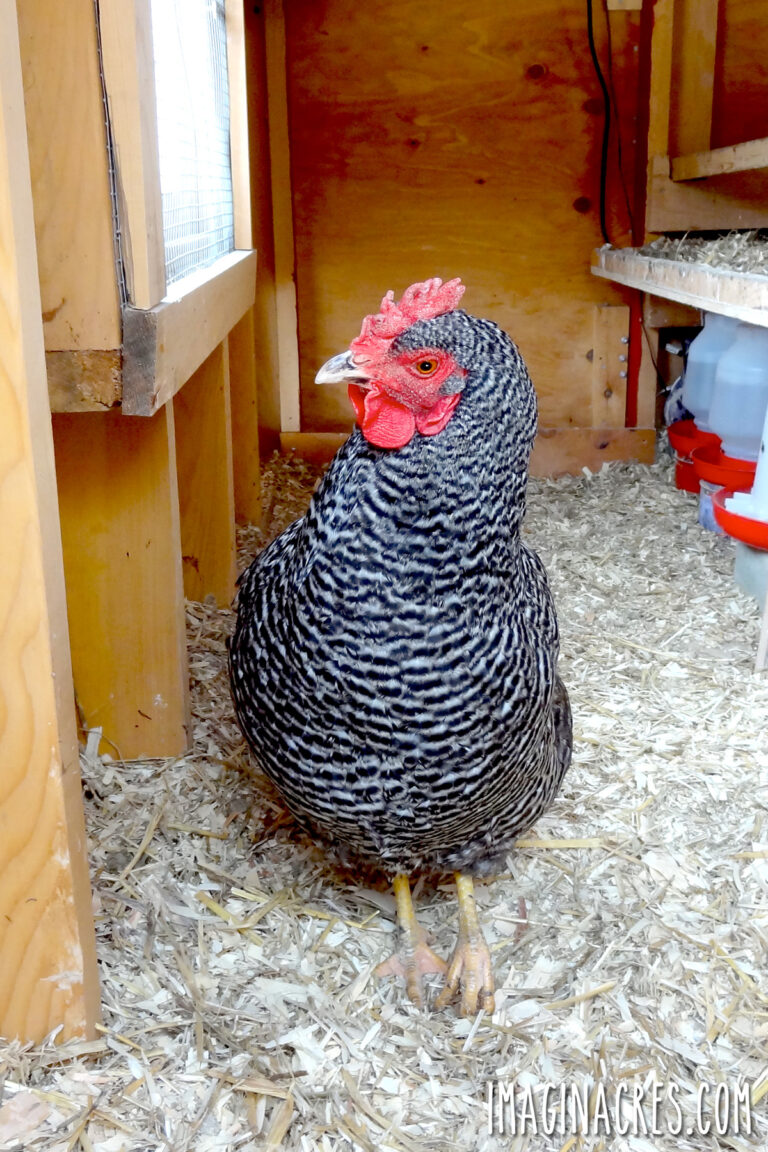 A black and white hen in a clean chicken coop.