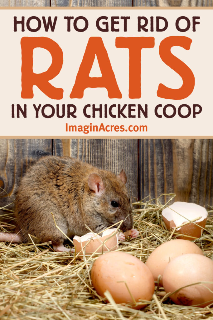 A brown rat surrounded by broken egg shells with text overlay that reads how to get rid of rats in your chicken coop.
