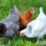 While there is a lot to love about keeping backyard chickens, there are also quite a few things to consider before owning chickens when you live in the city. Here are our pros and cons of raising chickens in the city.