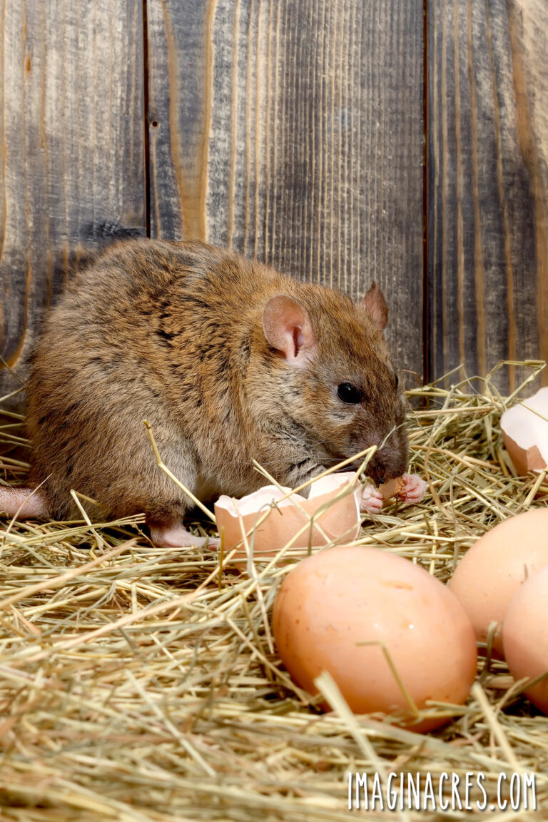 A rat surrounded by broken egg shells.