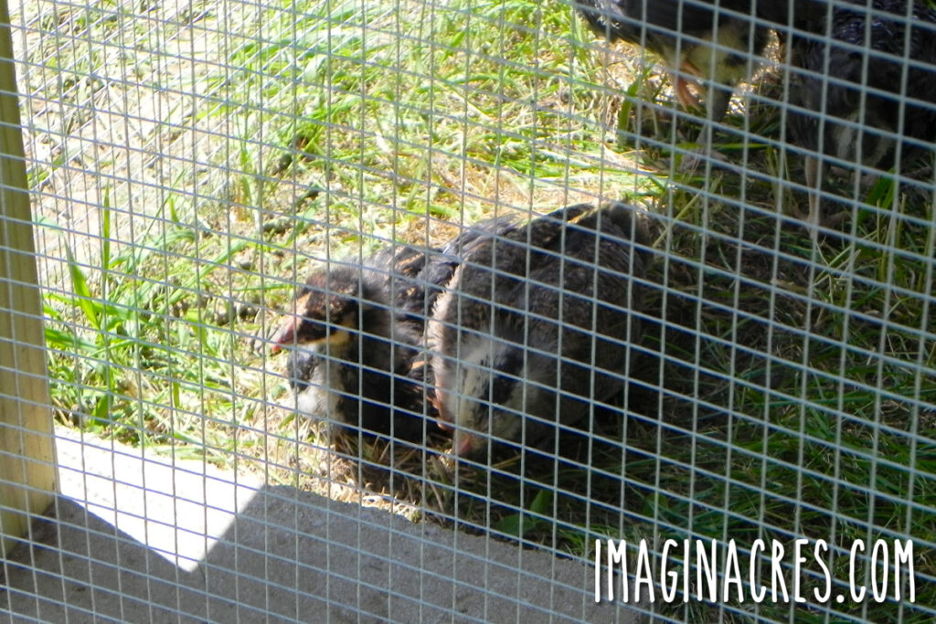 Hardware cloth around the run and buried into the ground.