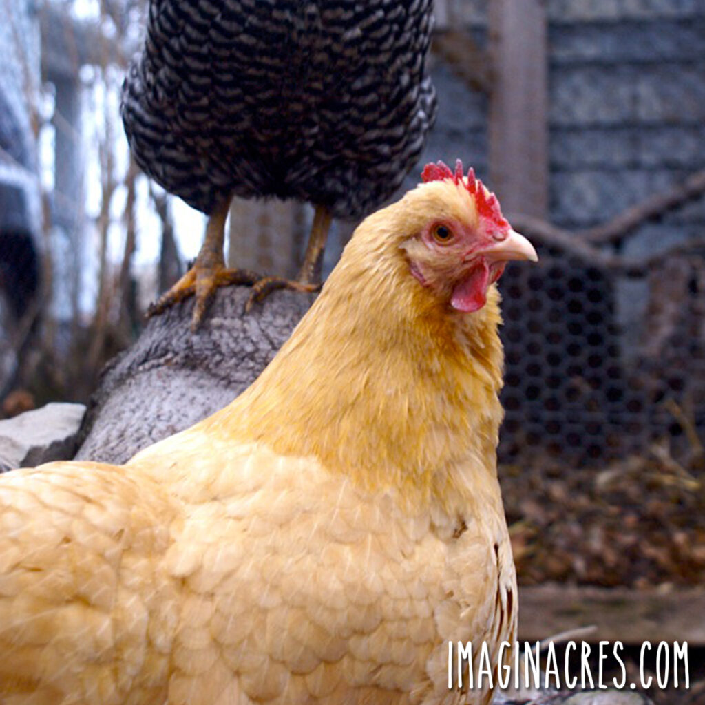 Two hens in a chicken pen.