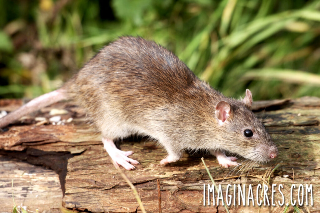A rat on a pile of wood.