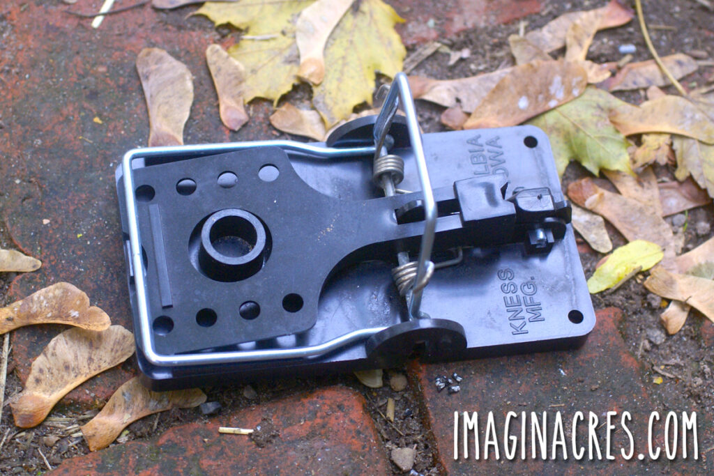 A black rat snap trap.