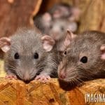 Are you having problems with rats in your chicken coop? We tried several ways to get rid of rats. Here's what worked for us, and what didn't.