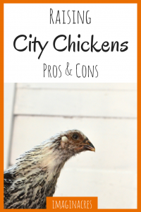 Raising city chickens is great, but it's not for everyone. Find out all the pros and cons to raising chickens in the city!
