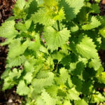 Wild mustard growing under pine trees.