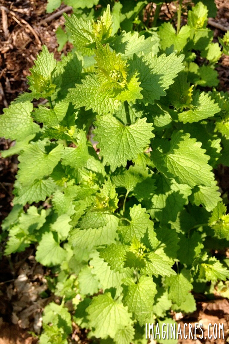 Wild mustard growing under pine trees.