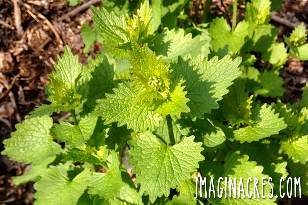 Urban Foraging Guide: How to Find Free Wild Food in the City - Urban Foraging Techniques