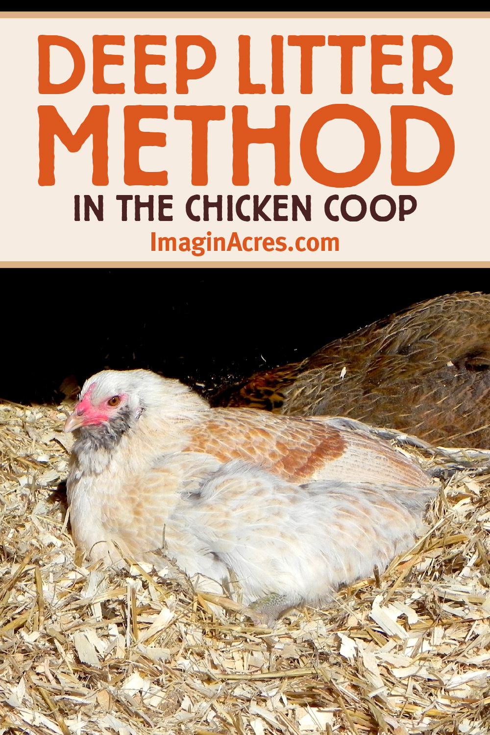 White and tan hen sitting on a pile of pine shavings in the coop.