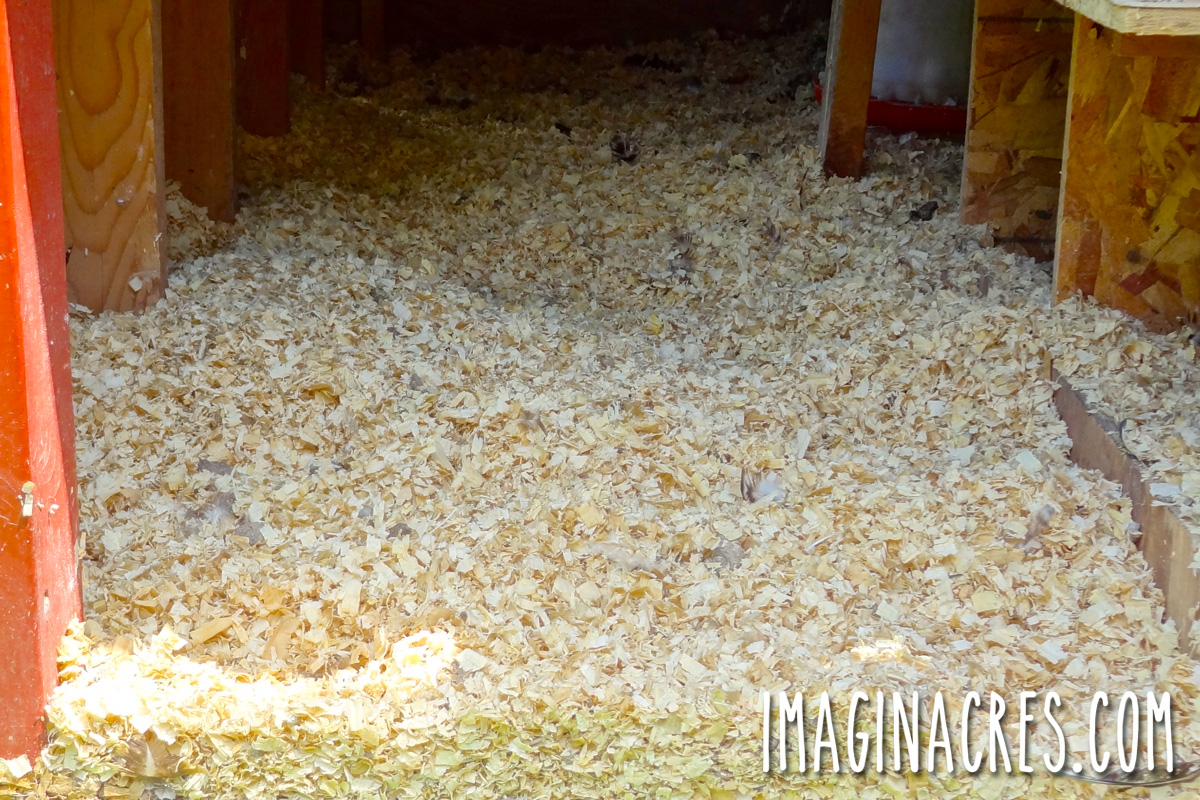 Clean chicken coop with fresh pine shavings.