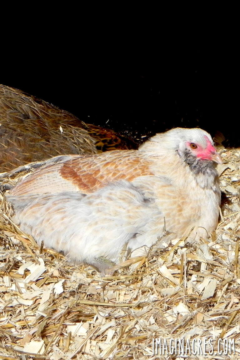 White and tan hen sitting on warm bedding in the coop.