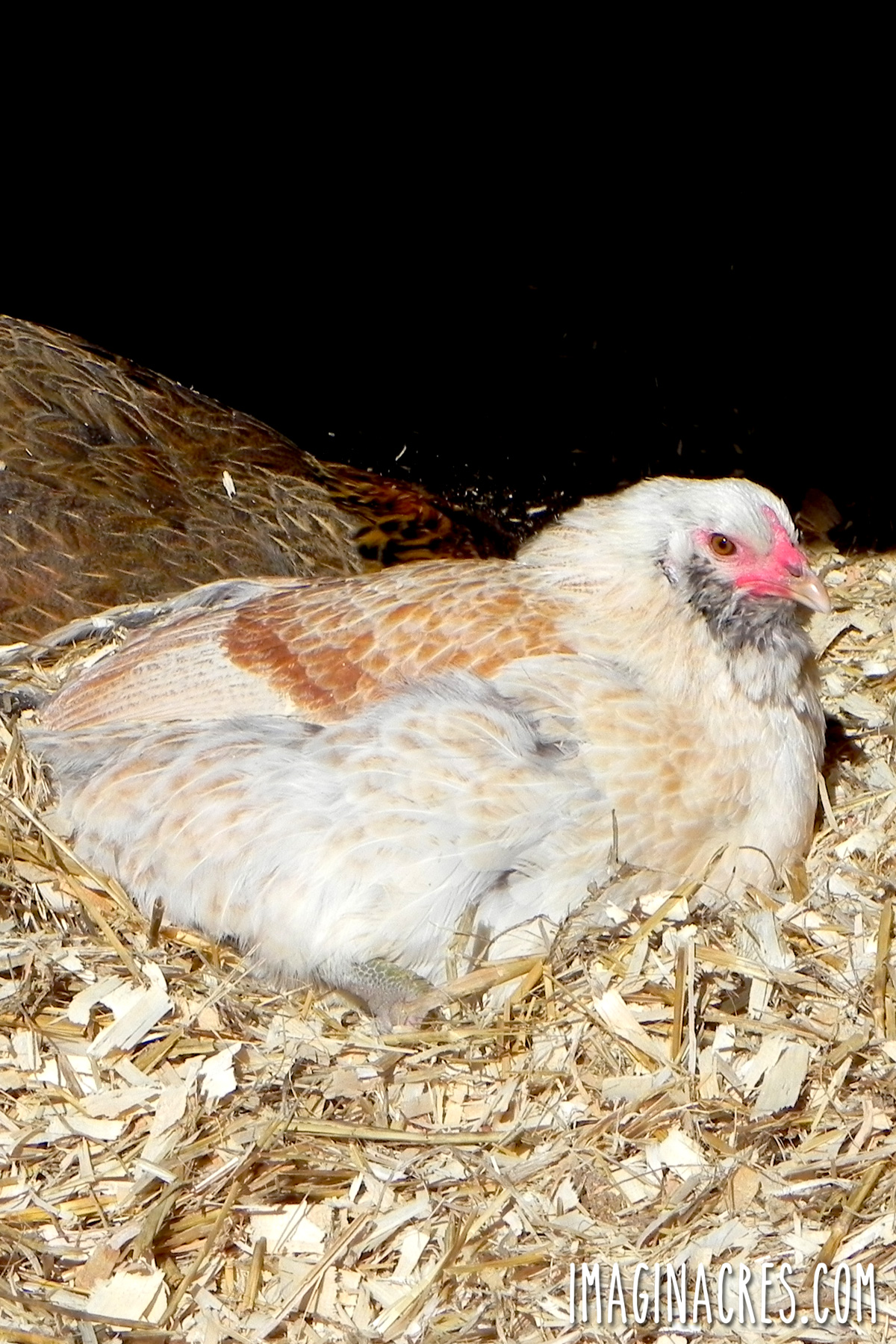 White and tan hen sitting on warm bedding in the coop.