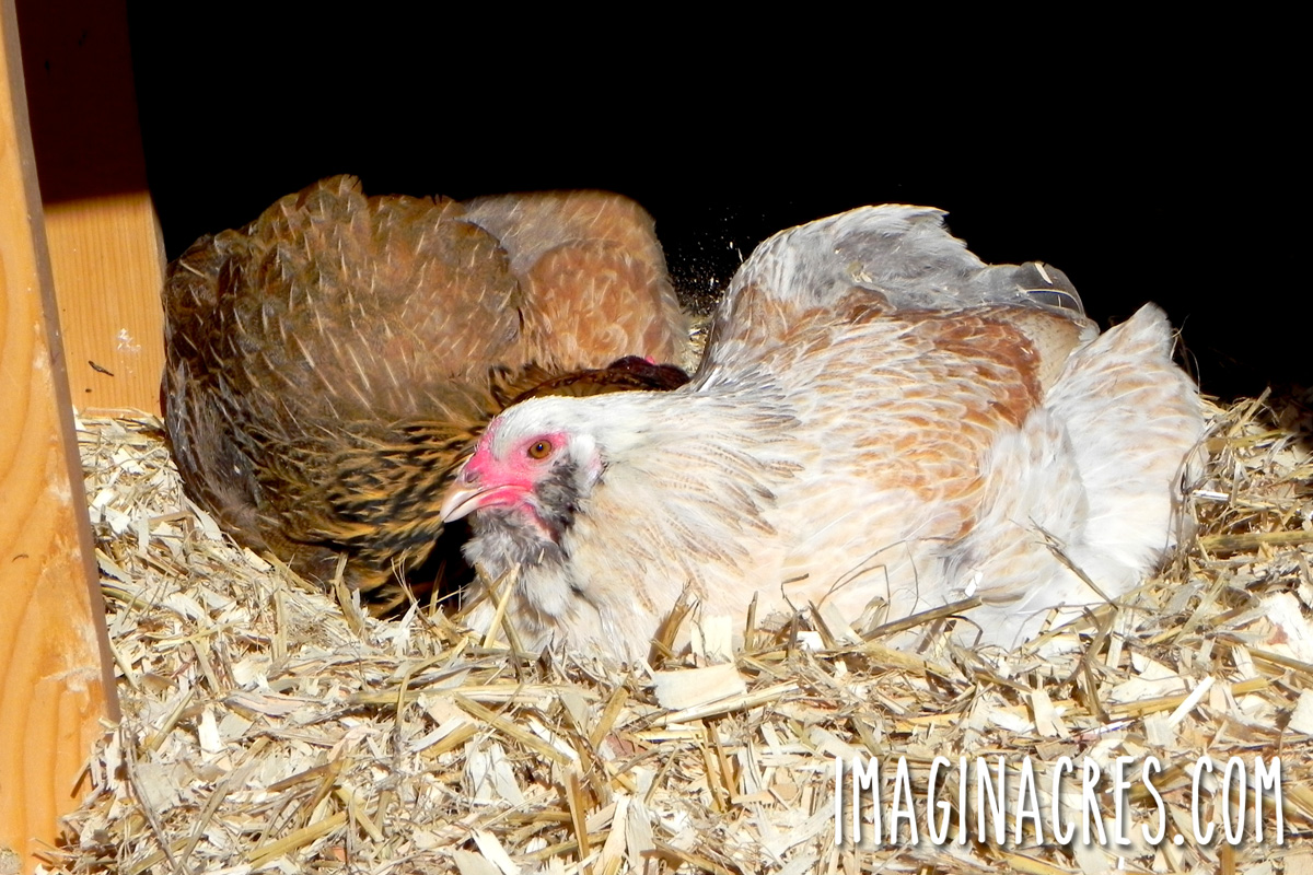 Two hens in a chicken coop layered with pine shavings.