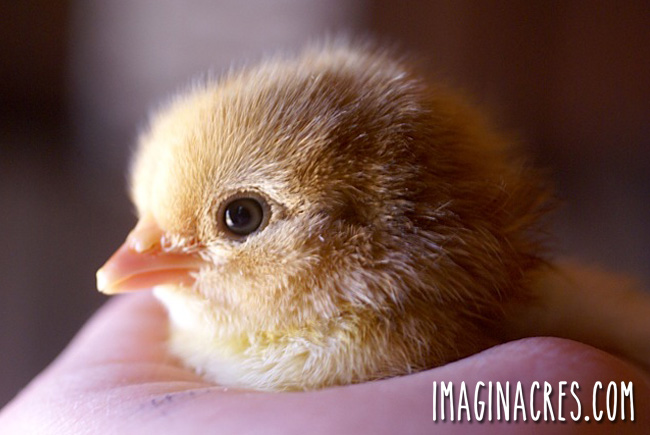 cute chick held in a hand