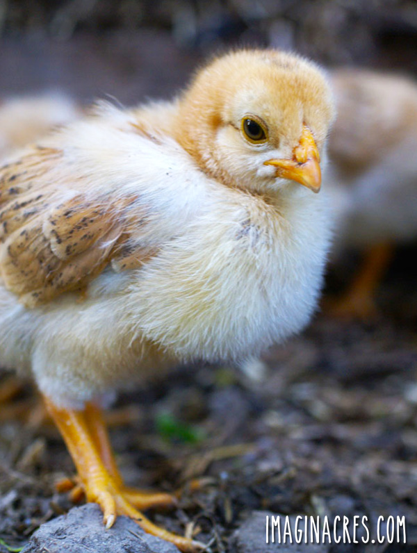 photo of a cute chick walking