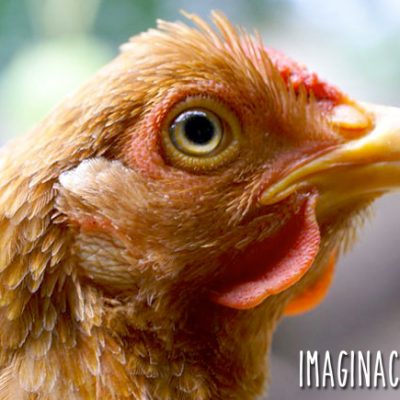 closeup photo of a chicken