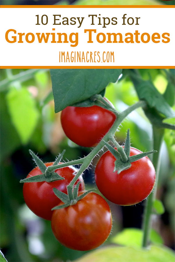 Growing tomatoes can be difficult, but with these 10 easy to understand tips, you'll be an expert in no time!