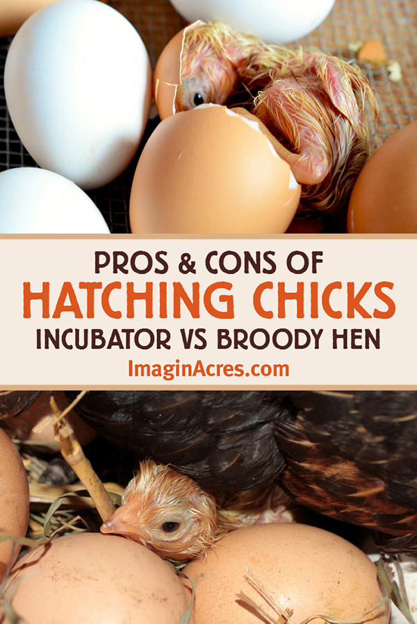 When it comes to hatching chicks, which is best, broody hen or incubator? We weigh in on both options with pros and cons!