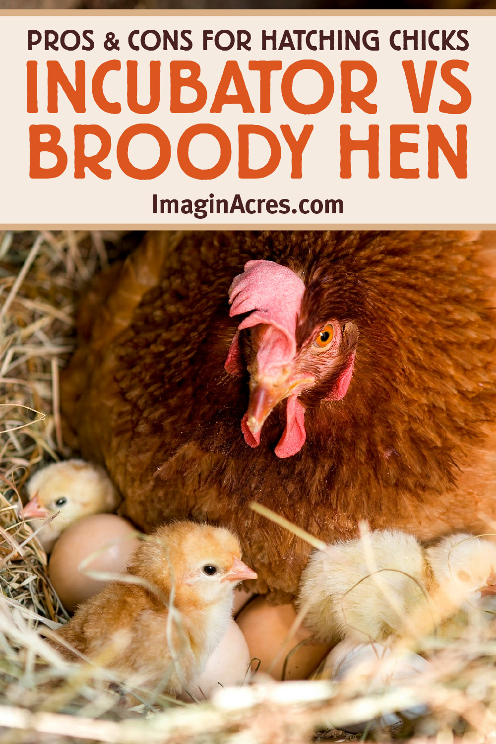 Broody hen on a nest surrounded by freshly hatched baby chicks with text overlay comparing incubator vs broody hen hatching.