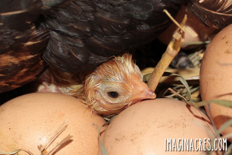 just hatched chick peeking out from under hen